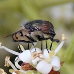 Stomorhina discolor (Snout fly) at Sullivans Creek, Lyneham North - 13 Jan 2024 by Hejor1