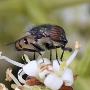 Stomorhina discolor at Sullivans Creek, Lyneham North - 13 Jan 2024