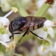 Stomorhina discolor at Sullivans Creek, Lyneham North - 13 Jan 2024