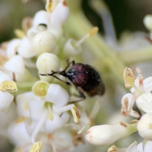 Stomorhina discolor at Sullivans Creek, Lyneham North - 13 Jan 2024