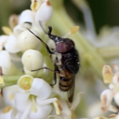 Stomorhina discolor at Sullivans Creek, Lyneham North - 13 Jan 2024