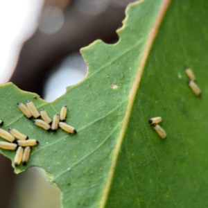 Paropsisterna cloelia at Sullivans Creek, Lyneham North - 13 Jan 2024 03:20 PM