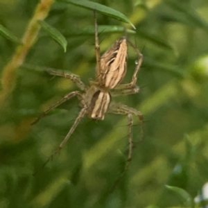 Oxyopes sp. (genus) at Sullivans Creek, Lyneham North - 13 Jan 2024 03:40 PM