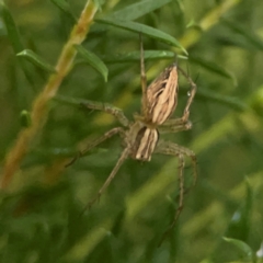 Oxyopes sp. (genus) at Sullivans Creek, Lyneham North - 13 Jan 2024 03:40 PM