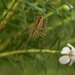 Oxyopes sp. (genus) at Sullivans Creek, Lyneham North - 13 Jan 2024 03:40 PM