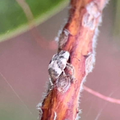 Curculionidae (family) (Unidentified weevil) at Sullivans Creek, Lyneham North - 13 Jan 2024 by Hejor1