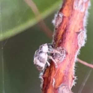 Curculionidae (family) at Sullivans Creek, Lyneham North - 13 Jan 2024