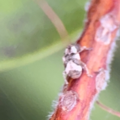 Curculionidae (family) at Sullivans Creek, Lyneham North - 13 Jan 2024