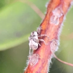 Curculionidae (family) at Sullivans Creek, Lyneham North - 13 Jan 2024