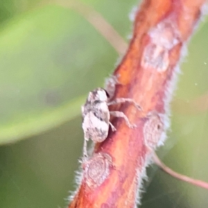 Curculionidae (family) at Sullivans Creek, Lyneham North - 13 Jan 2024