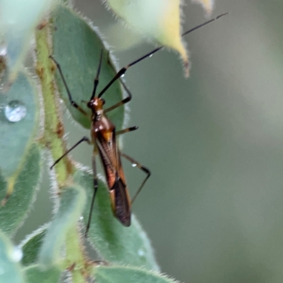 Rayieria acaciae (Acacia-spotting bug) at Lyneham, ACT - 13 Jan 2024 by Hejor1