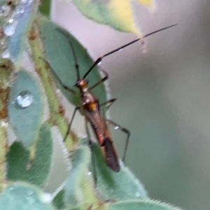 Rayieria acaciae at Sullivans Creek, Lyneham North - 13 Jan 2024