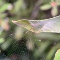 Phonognatha graeffei (Leaf Curling Spider) at Sullivans Creek, Lyneham North - 13 Jan 2024 by Hejor1
