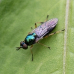 Australoactina sp. (genus) (Soldier fly) at Higgins, ACT - 8 Jan 2024 by AlisonMilton