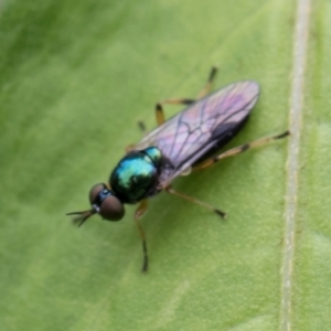 Australoactina sp. (genus) at Higgins, ACT - 8 Jan 2024