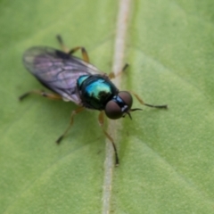 Australoactina sp. (genus) at Higgins, ACT - 8 Jan 2024