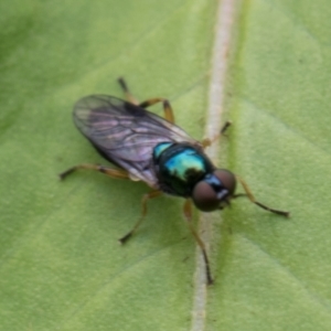 Australoactina sp. (genus) at Higgins, ACT - 8 Jan 2024