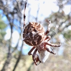 Backobourkia brounii (Broun's orb weaver) at Rugosa - 12 Jan 2024 by SenexRugosus