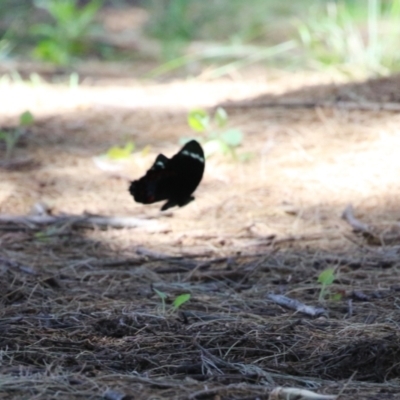 Papilio aegeus (Orchard Swallowtail, Large Citrus Butterfly) at Isabella Plains, ACT - 13 Jan 2024 by RodDeb