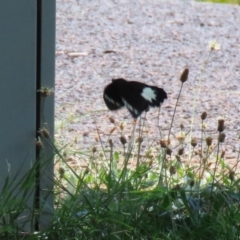 Papilio aegeus at Upper Stranger Pond - 13 Jan 2024