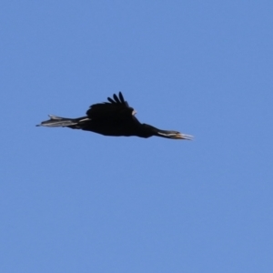 Anhinga novaehollandiae at Upper Stranger Pond - 13 Jan 2024 11:40 AM