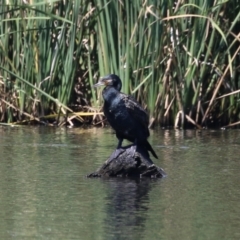 Phalacrocorax carbo (Great Cormorant) at Upper Stranger Pond - 13 Jan 2024 by RodDeb