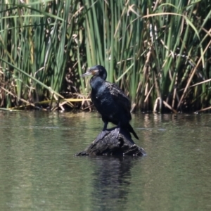 Phalacrocorax carbo at Upper Stranger Pond - 13 Jan 2024