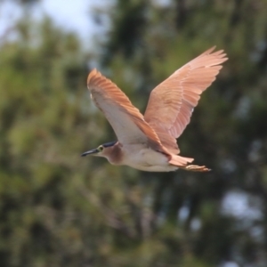 Nycticorax caledonicus at Upper Stranger Pond - 13 Jan 2024 12:03 PM