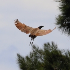 Nycticorax caledonicus at Upper Stranger Pond - 13 Jan 2024