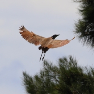 Nycticorax caledonicus at Upper Stranger Pond - 13 Jan 2024