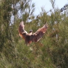 Nycticorax caledonicus at Upper Stranger Pond - 13 Jan 2024