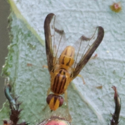Maenomenus ensifer (A scarab beetle endoparasitoid fly) at Hackett, ACT - 13 Jan 2024 by Pirom