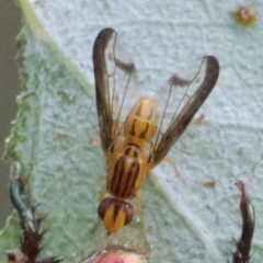 Maenomenus ensifer (A scarab beetle endoparasitoid fly) at Mount Ainslie - 13 Jan 2024 by Pirom