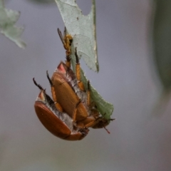 Maenomenus ensifer at Mount Ainslie - 13 Jan 2024