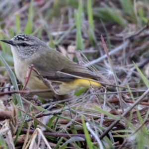 Acanthiza chrysorrhoa at Jerrabomberra Wetlands - 11 Aug 2017