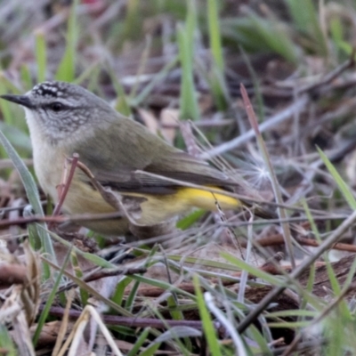 Acanthiza chrysorrhoa (Yellow-rumped Thornbill) at Jerrabomberra Wetlands - 11 Aug 2017 by AlisonMilton