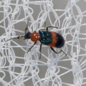 Dicranolaius bellulus at Higgins, ACT - 1 Jan 2024