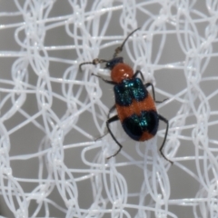 Dicranolaius bellulus at Higgins, ACT - 1 Jan 2024