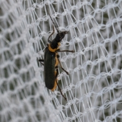Chauliognathus lugubris (Plague Soldier Beetle) at Higgins, ACT - 1 Jan 2024 by AlisonMilton
