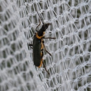 Chauliognathus lugubris at Higgins, ACT - 1 Jan 2024