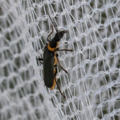 Chauliognathus lugubris (Plague Soldier Beetle) at Higgins, ACT - 1 Jan 2024 by AlisonMilton