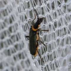 Chauliognathus lugubris at Higgins, ACT - 1 Jan 2024 12:04 PM