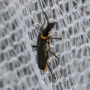 Chauliognathus lugubris at Higgins, ACT - 1 Jan 2024