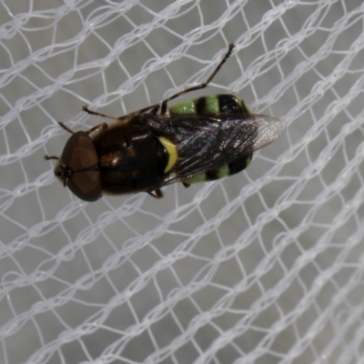 Odontomyia hunteri (Soldier fly) at Higgins, ACT - 1 Jan 2024 by AlisonMilton