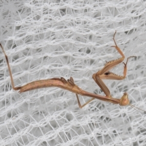 Tenodera australasiae at Higgins, ACT - 1 Jan 2024