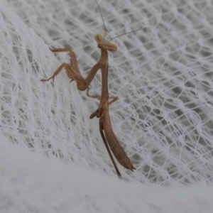 Tenodera australasiae at Higgins, ACT - 1 Jan 2024