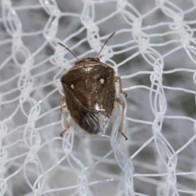 Eysarcoris sp. (genus) (A stink bug) at Higgins, ACT - 1 Jan 2024 by AlisonMilton