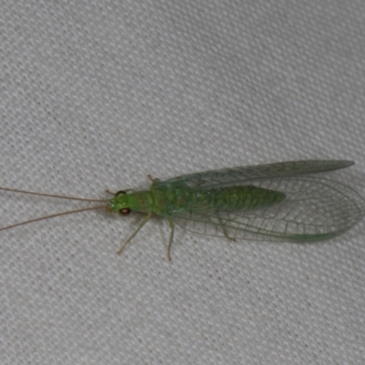 Mallada traviatus (Goldeneye Lacewing) at Higgins, ACT - 11 Jan 2024 by AlisonMilton