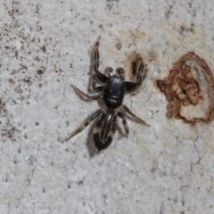 Holoplatys sp. (genus) (Unidentified Holoplatys jumping spider) at Higgins Woodland - 16 Nov 2023 by AlisonMilton