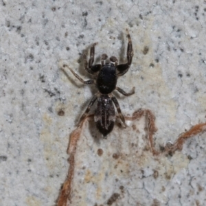 Holoplatys sp. (genus) at Higgins Woodland - 16 Nov 2023 02:05 PM